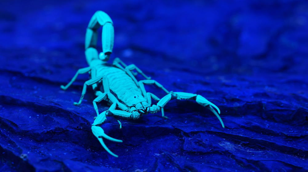Blue scorpion
